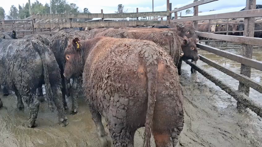 Lote 20 Novillo Gordo en Los Ángeles, VIII Región Biobío