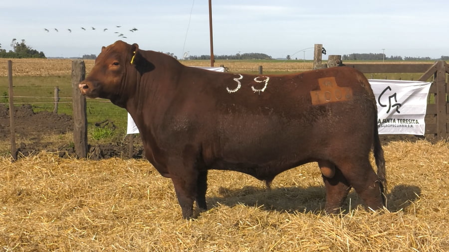 Lote Toros PC Colorado