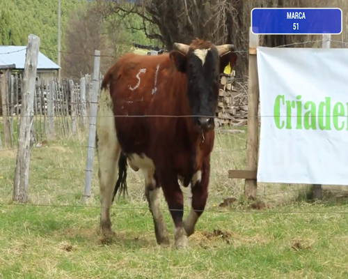 Lote 1 Toro en Coyhaique, XI Región Aysén