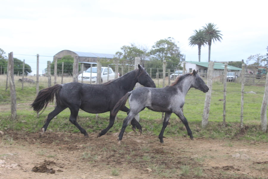 Lote DESCONFIADA SORPRESA