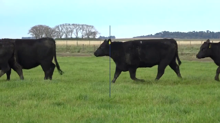 Lote VAQUILLONAS MaS