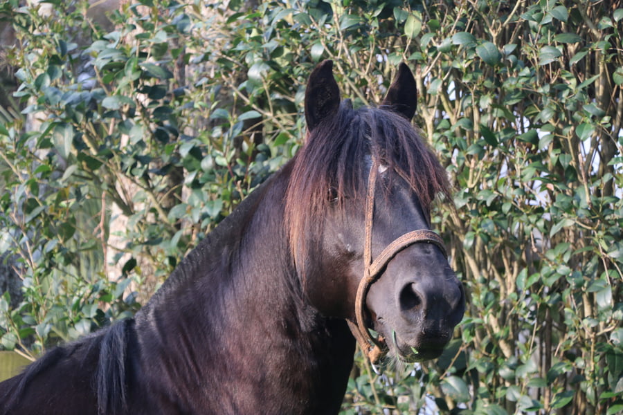 Lote TIZON DEL CONVENTOS