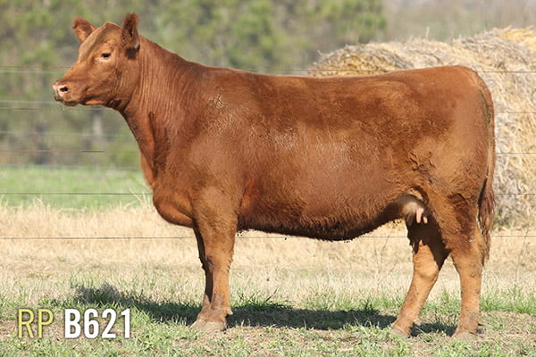 Lote 4 VAQUILLONAS PREÑADAS PURAS DE PEDIGREE