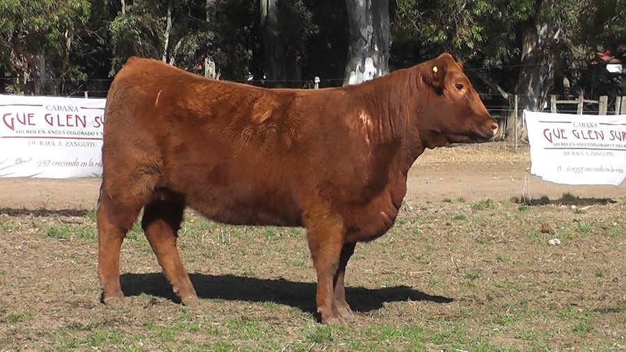 Lote VAQUILLONAS PURAS DE PEDIGREE