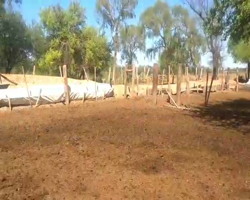 Lote 45 Novillitos en Monte Quemado, Santiago del Estero