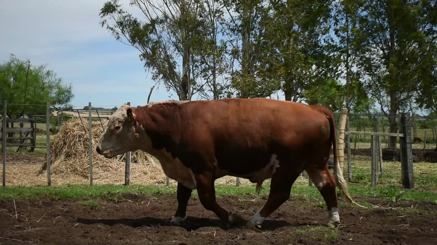 Lote "Los Piquillines" ,RP 230