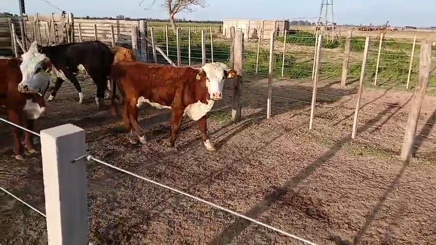 Lote 6 Terneras Braford en Sunchales, Santa Fe