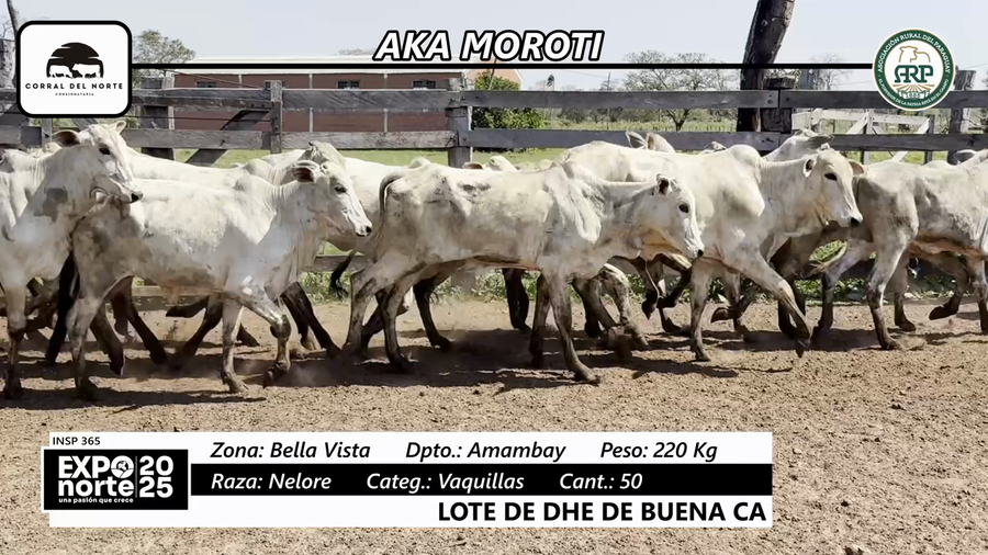Lote Vaquillas