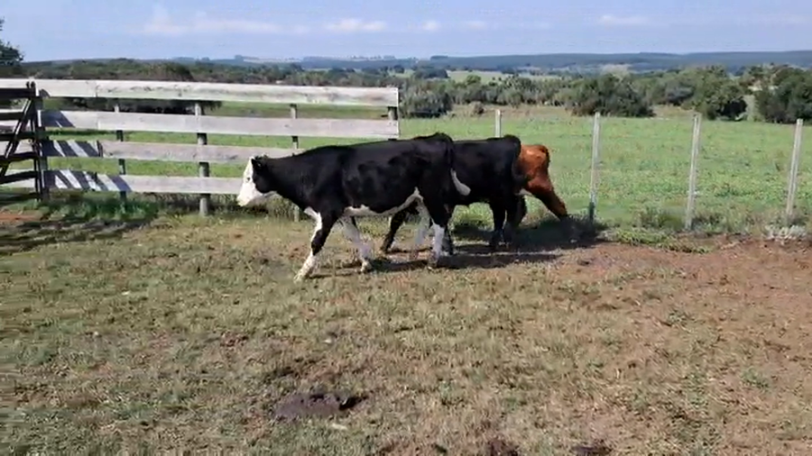 Lote NOVILLOS 1 A 2 AÑOS