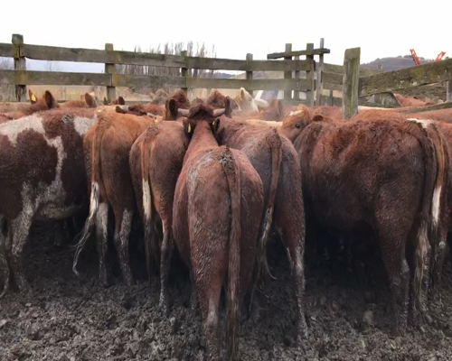 Lote 40 Novillo Engorda en Coyhaique, XI Región Aysén