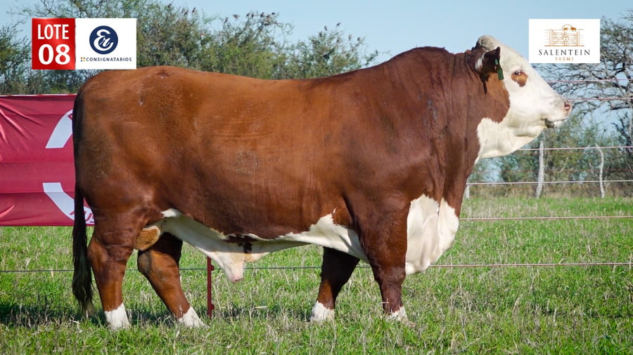 Lote LOTE 8 - TORO BRAFORD NO. 17