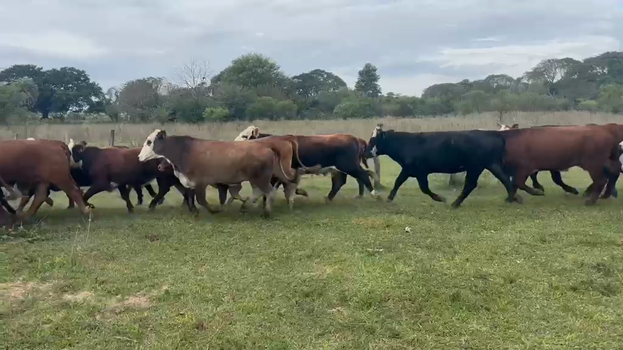 Lote 37 Novillitos en Corrientes, Goya