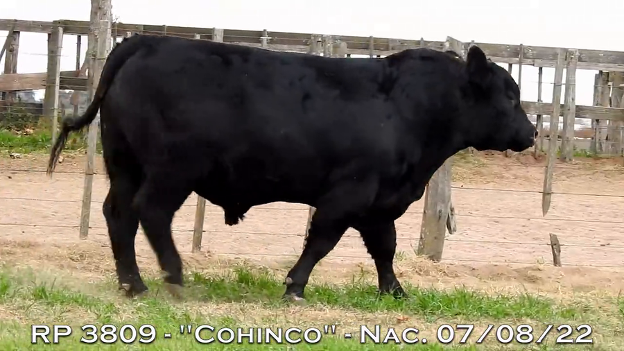 Lote TOROS PUROS DE PEDIGREE