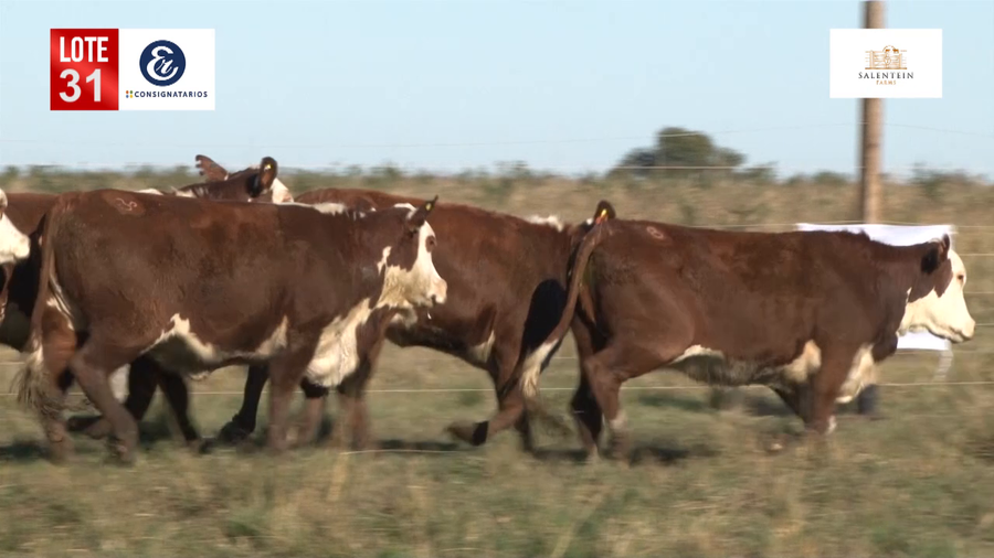 Lote Vaquillas Braford Planteleras Señal ´19-Preñadas IATF (17-12-2021) y Servicio Colectivo (27/12/21 al 05/02/22)