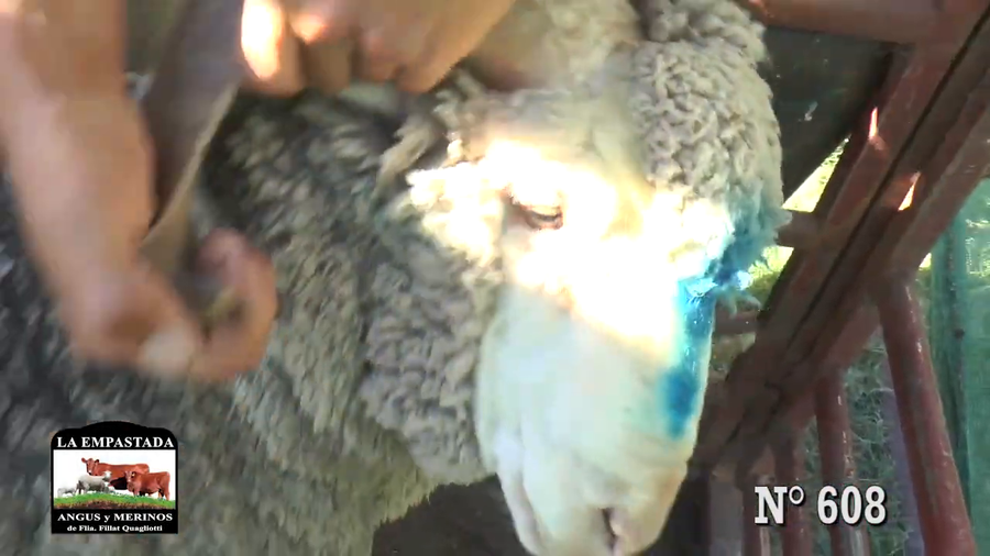 Lote CARNEROS MERINO AUSTRALIANO