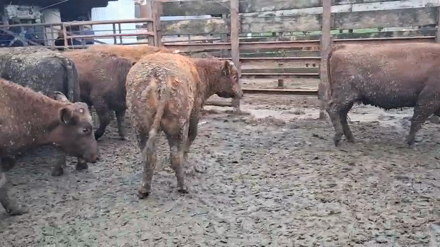 Lote 40 Vaquilla Gorda en Los Ángeles, VIII Región Biobío
