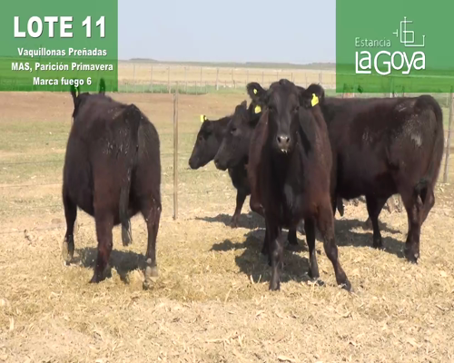 Lote VAQUILLONAS PREÑADAS MAS PARICIÓN PRIMAVERA