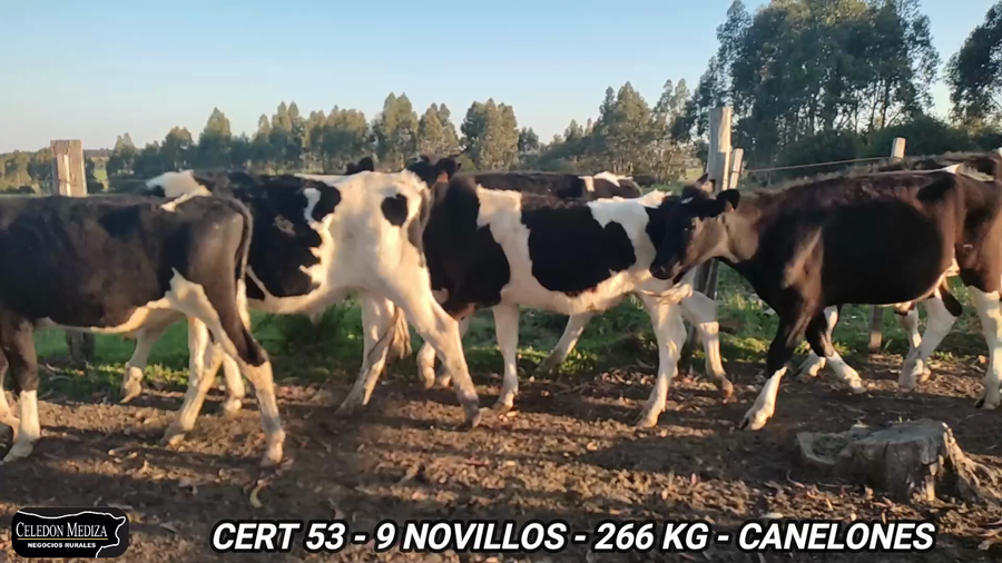 Lote 9 Novillos 1 a 2 años en Canelones