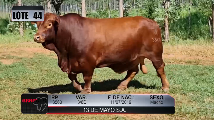 Lote Nacional de Otoño Brangus Campo - Lote 44