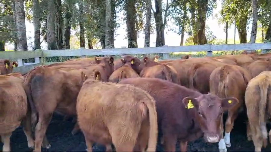 Lote 55 Vaquilla Engorda en XIV Región Los Ríos, Futrono