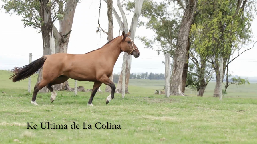 Lote KE ULTIMA DE LA COLINA R.P 211