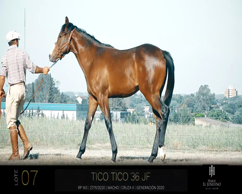 Lote TICO TICO 36 JF