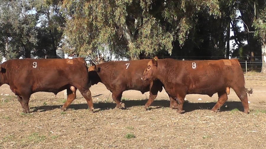 Lote TOROS PUROS CONTROLADOS COLORADOS