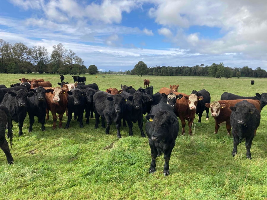 Lote 53 Novillo Engorda en Puerto Varas, X Región Los Lagos