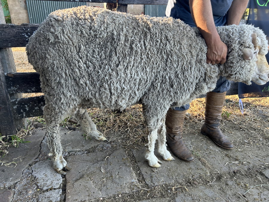 Lote Borrego 4/6D (MO: No)