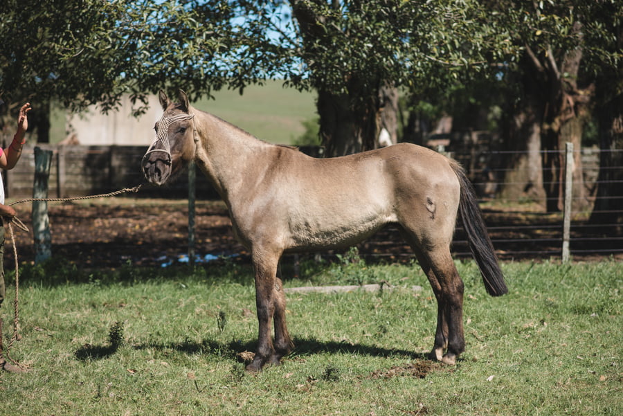 Lote PITANGUERO MOJÓN.