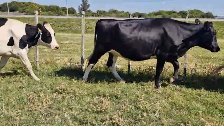 Lote 4 Vaquillonas  450kg - , San José