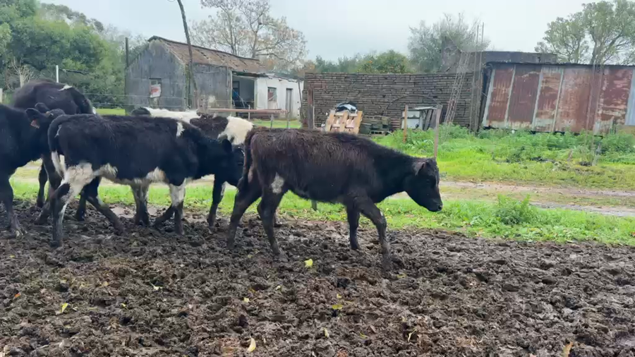 Lote TERNERAS