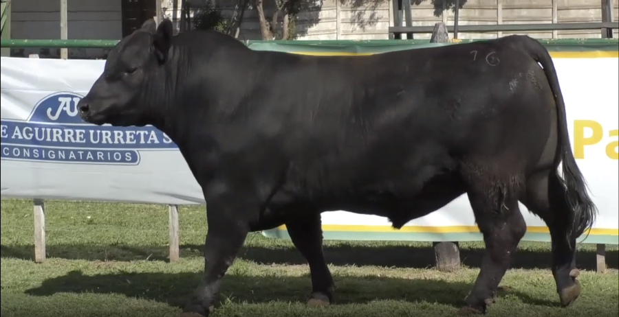 Lote Toro Aberdeen Angus Negro - Cabaña El Trece de Palos - RP 2072