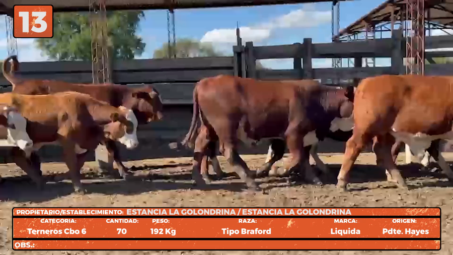Lote LOTE 13