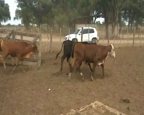 Lote 110 Terneros en Quimilí, Santiago del Estero