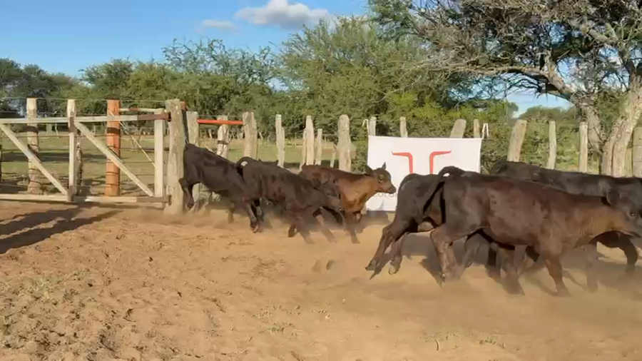 Lote 115 Terneros en La Pampa, Carro Quemado