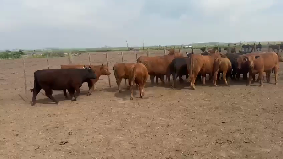 Lote 5 Vaquillonas P/ entorar