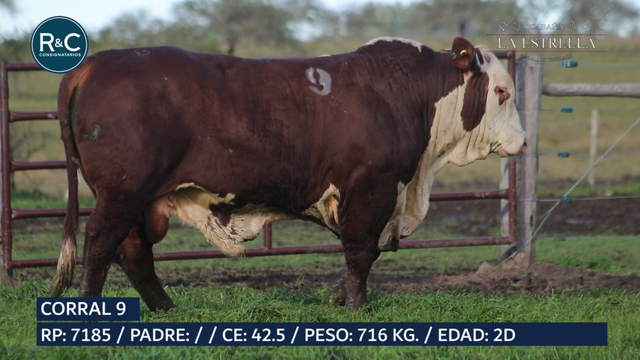 Lote Toro Braford