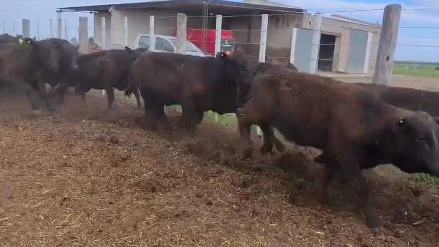 Lote 100 Vaquillonas Brangus negro en Zenón Pereira, Santa Fe