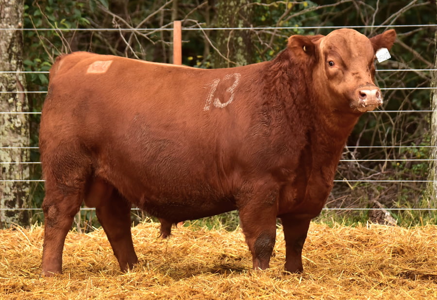 Lote TOROS ANGUS PC