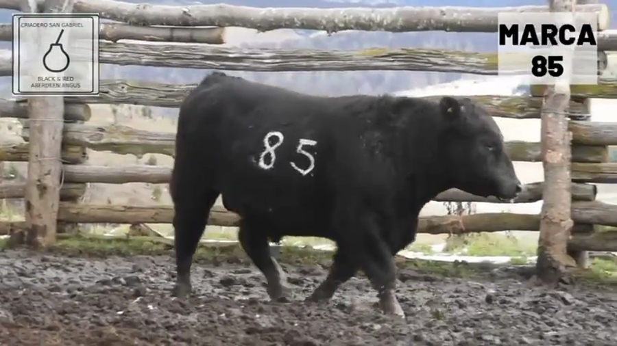 Lote 1 Toro