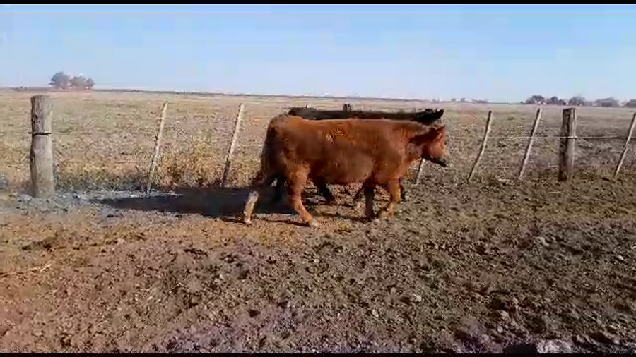 Lote 17 Vaquillonas Aberdeen Angus P/ entorar en Gdor. Crespo, Santa Fe