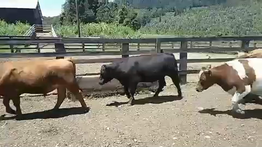 Lote 54 Novillo Engorda en IX Región Araucanía, Cunco