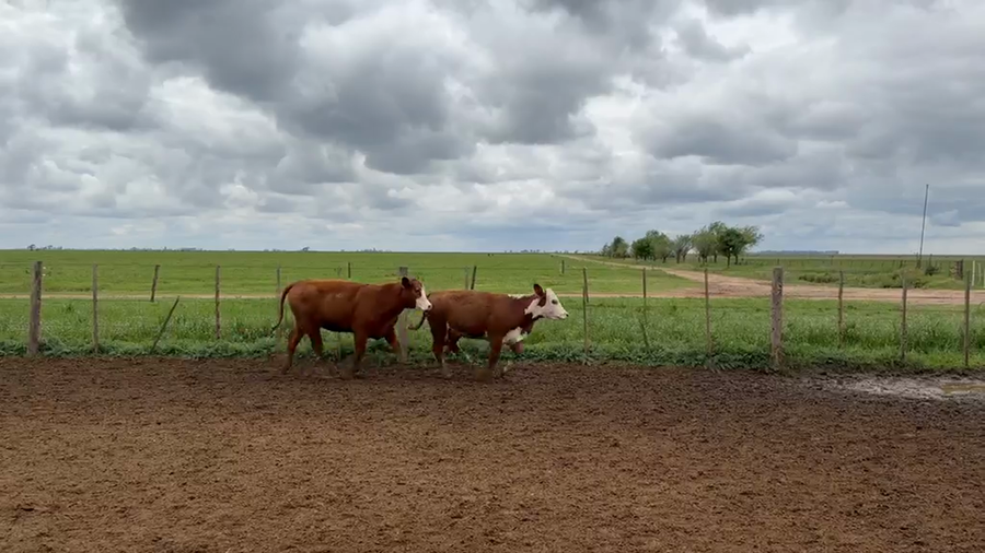 Lote 119 Novillitos y Vaquillonas en La Cesira, Córdoba