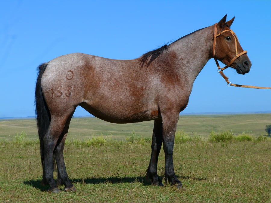 Lote Quitapena Salpay