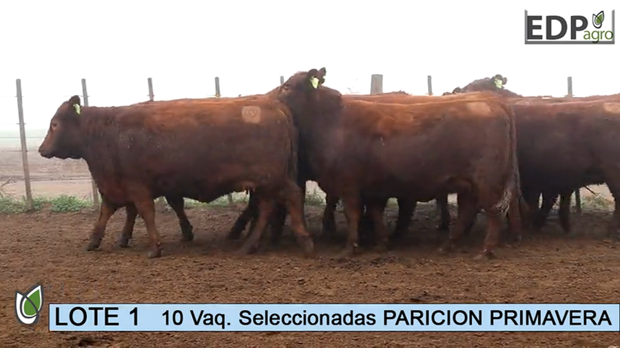 Lote ESTANCIA DON PEDRO Y LA ROSA 10 Vaq. Coloradas