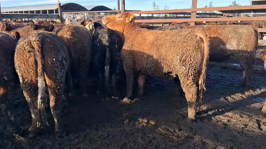 Lote 40 Vaquilla Gorda en Los Ángeles, VIII Región Biobío