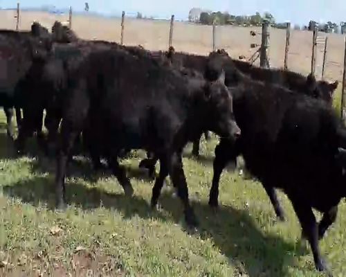 Lote 73 Terneros en Tandil, Buenos Aires