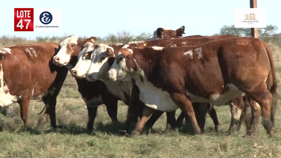 Lote Vaquillas Braford Planteleras Señal ´19-Preñadas IATF (17-12-2021) y Servicio Colectivo (27/12/21 al 05/02/22)