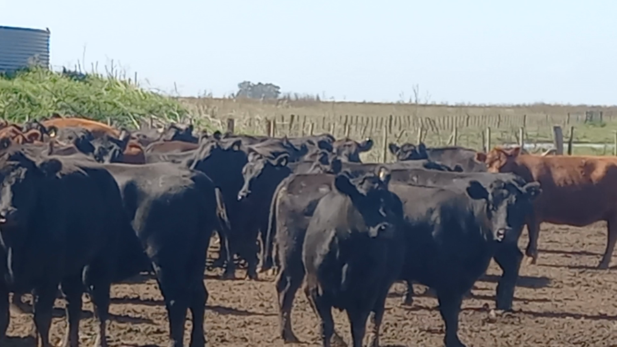 Lote 55 Vacas nuevas C/ gtia de preñez en Laprida